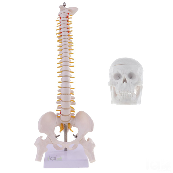 Human Vertebral Column Model With Skull