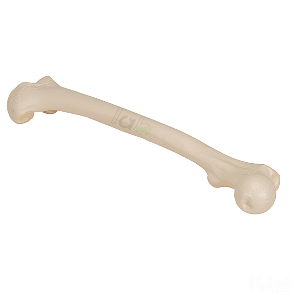 Human Femur Bone Model