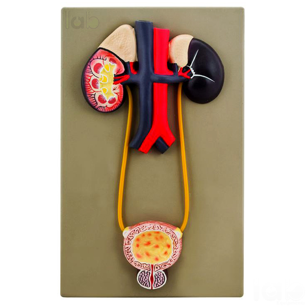 Human Urinary Bladder Model