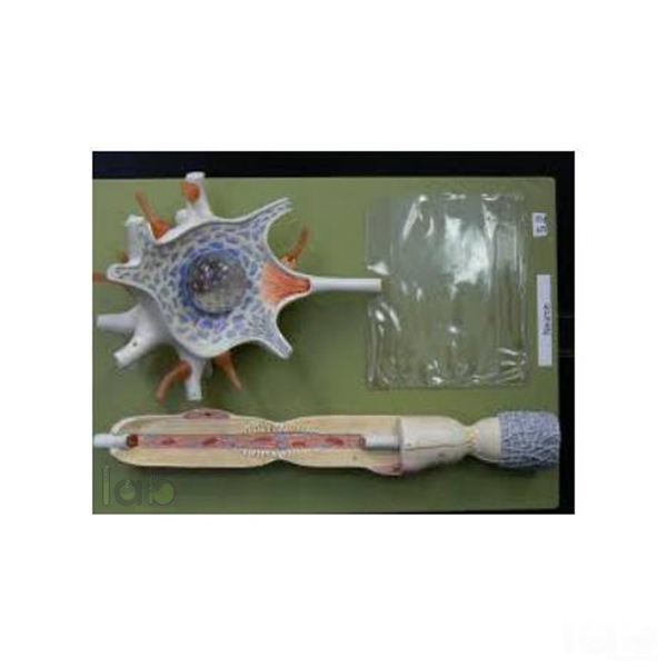 Neuron Model