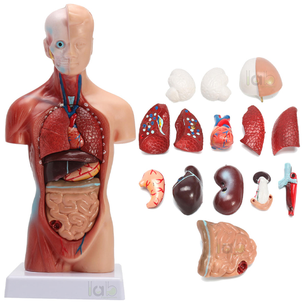 Human Torso Model, Mini 2