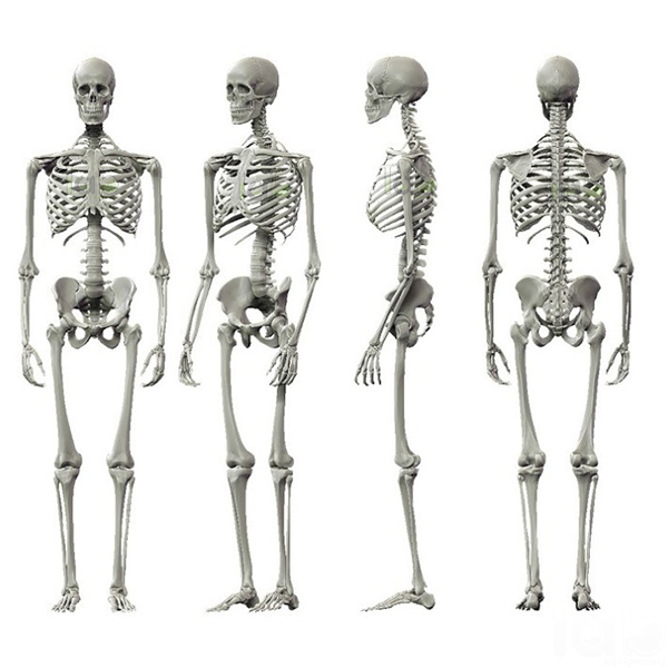 Human Skeleton Model
