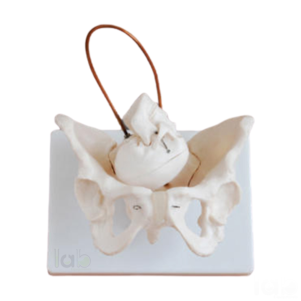 Human Birth Demonstration Model