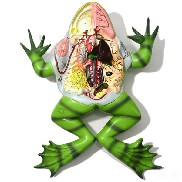 Frog Dissection Model