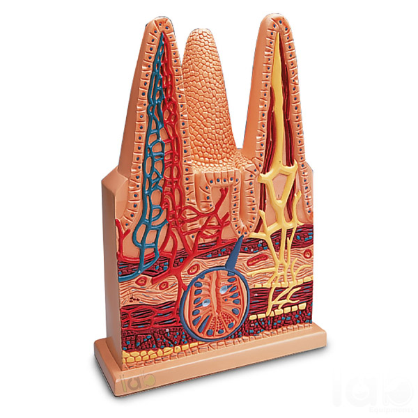 Human Intestinal Villus Model