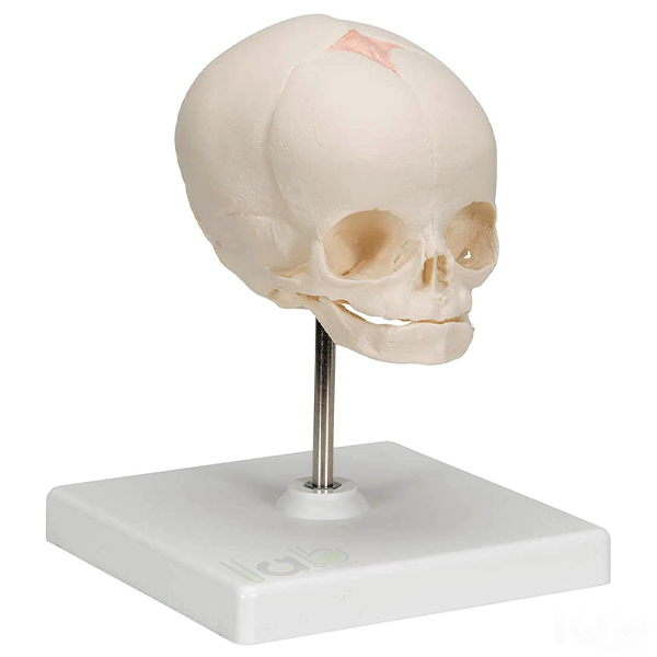 Human Skull Model, Fetal Child