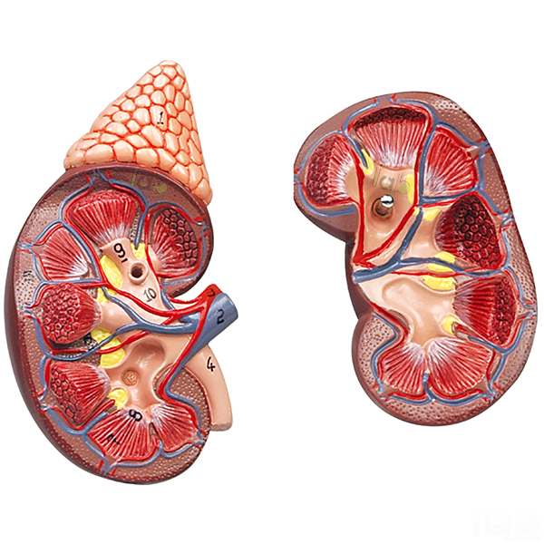 Kidney Model