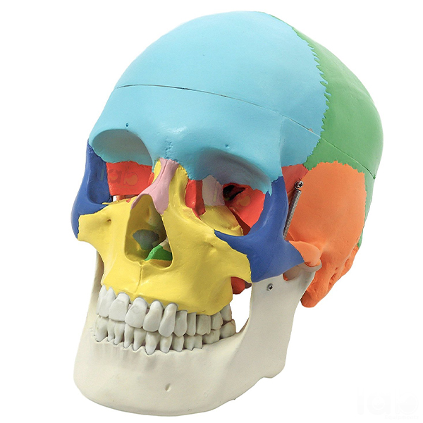 Human Skull Model, Life Size Coloured
