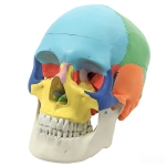 Human Skull Model, Life Size Coloured