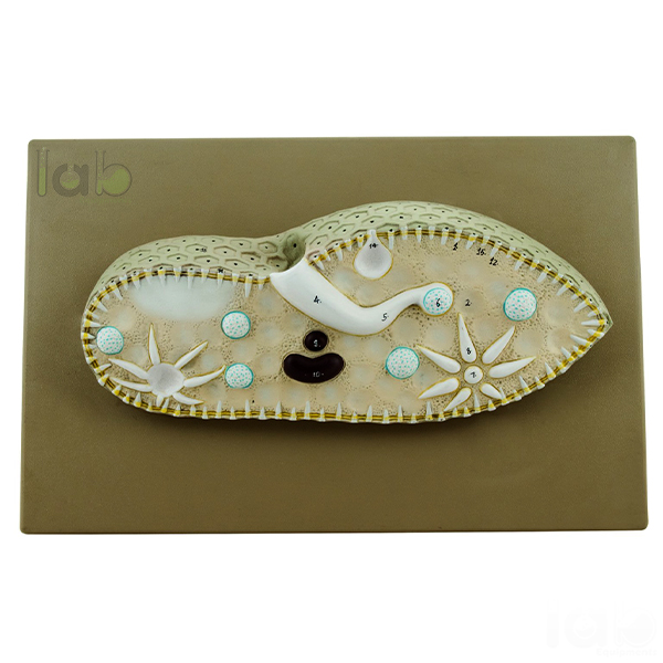 Paramecium Model