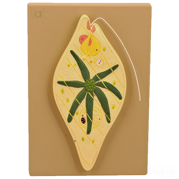 Euglena Model