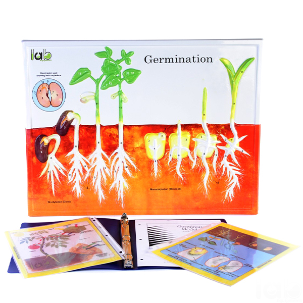 Germination Model Activity Set