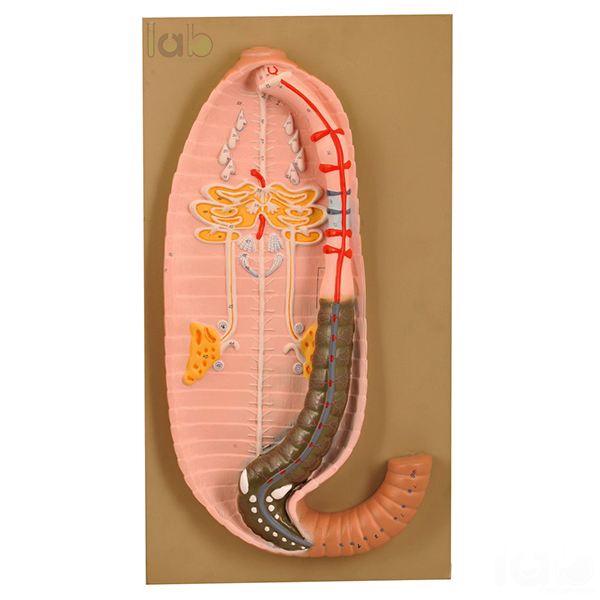 Earthworm Dissection (Pheretima Posthuma) Model