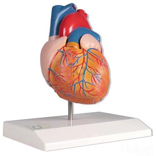 Human Heart Model