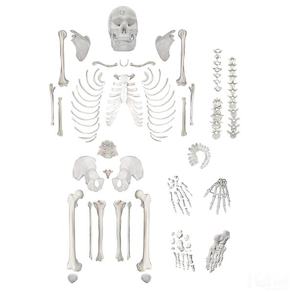 Disarticulated Human Skeleton Model