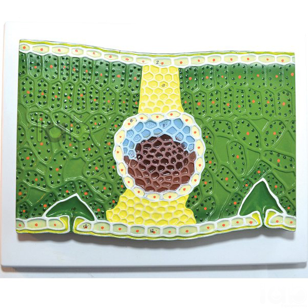 Dicot Leaf Model
