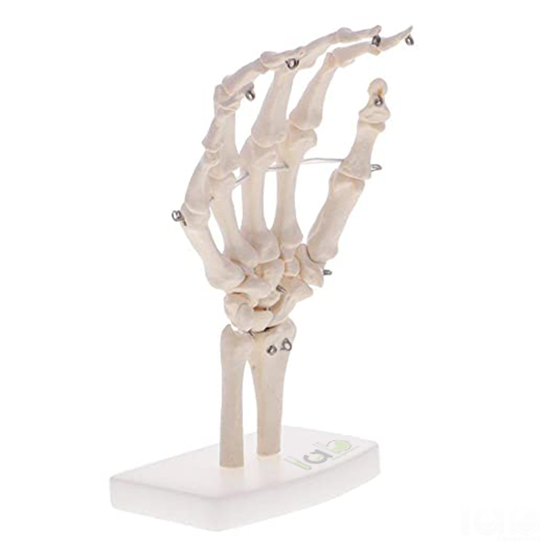 Human Hand Joint Model