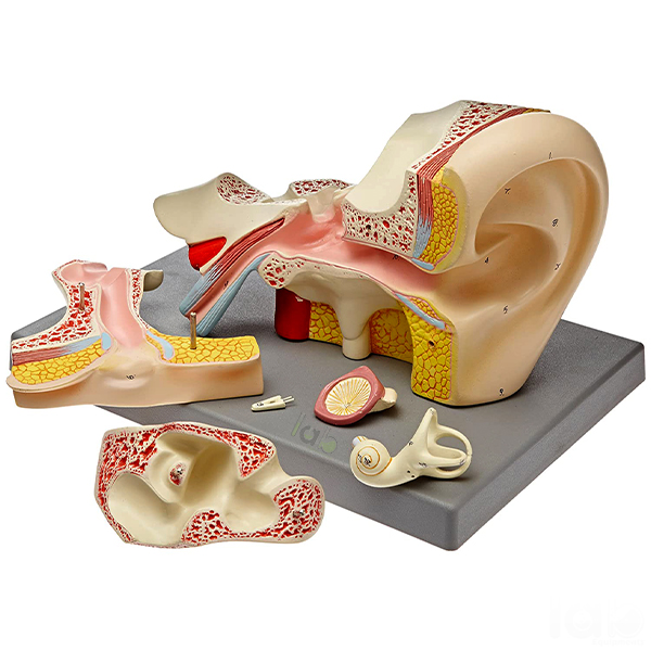 Human Ear Model 5 Parts