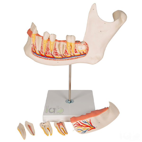 Human Teeth Model Lower Jaw, on Stand