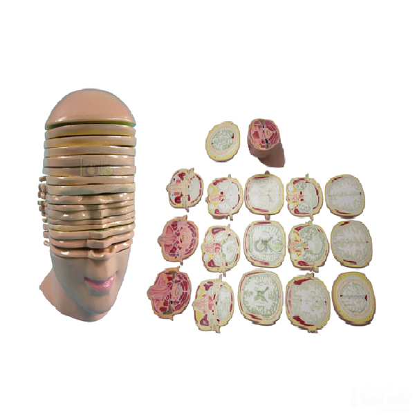 Head And Neck Model, Horizontal Shears