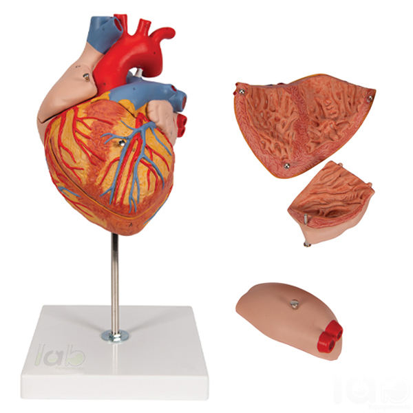 Human Heart Model 4 Parts