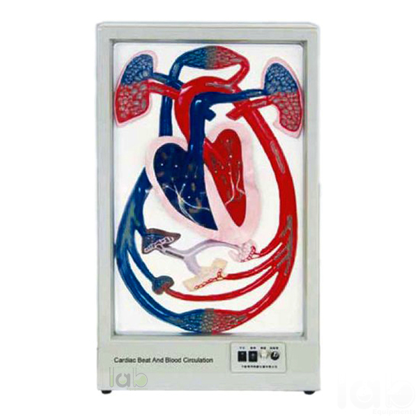 Human Cardiac Beat And Blood Circulation Model