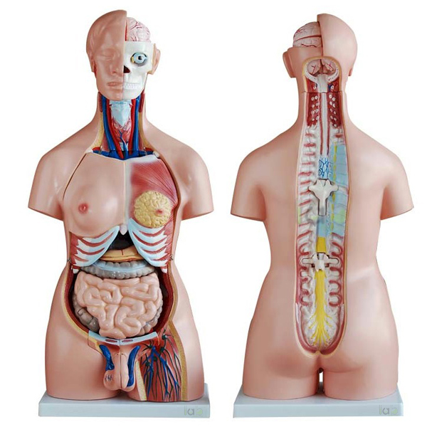Human Bisexual Torso Model 24 Parts
