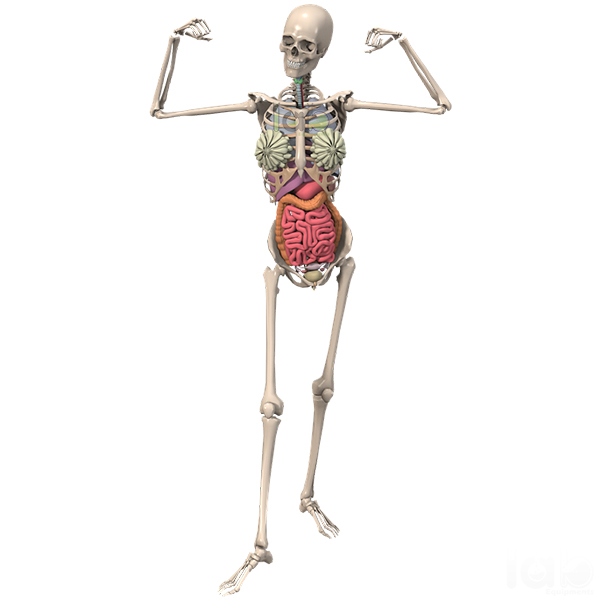 Human Skeleton with Internal Organs &amp; Muscles