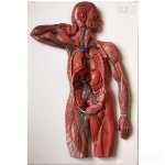 Lymphatic System Model