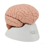 Human Brain Model, 4 Parts