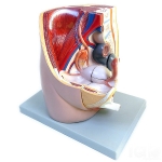 Human Female Half Pelvis Model