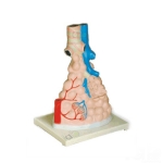 Magnified Pulmonary Alveoli Model