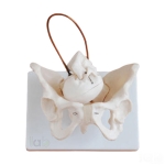 Human Birth Demonstration Model