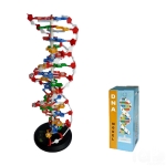 DNA Structure Model, Plastic Assembly Kit, Deluxe