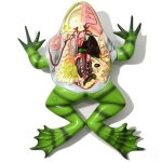 Frog Dissection Model