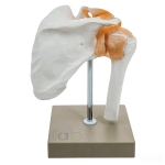 Human Shoulder Joint Model