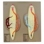 Ascaris Male and Female Model