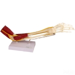 Human Elbow Joint Model, Functional